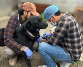Treatment of a street dog with a tumour