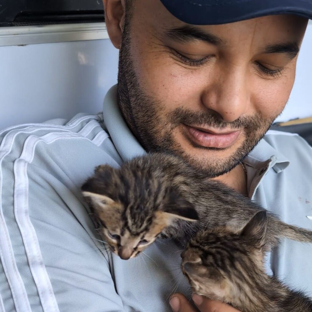 More kittens are being adopted