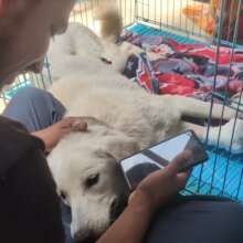 One-on-one care for sick dogs at Manali Strays