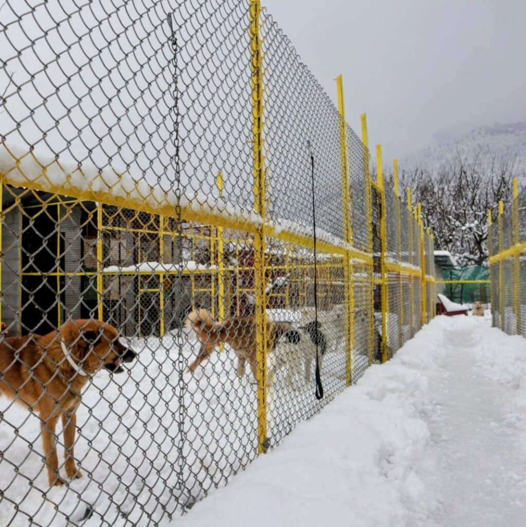 Snow at Manali Strays