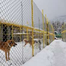 Snow at Manali Strays