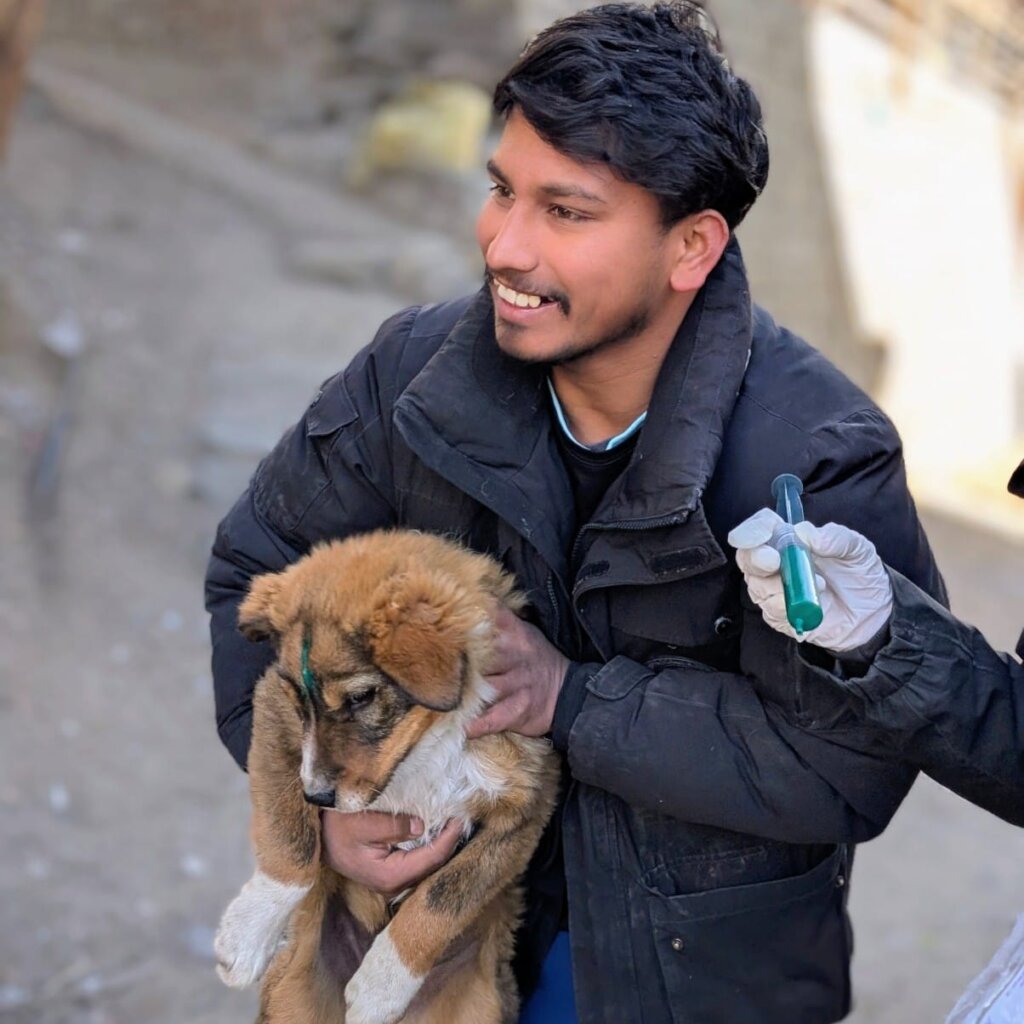 Marking dogs after vaccinating against rabies
