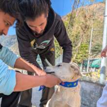 Placing collars on dogs after sterilisation at IIT