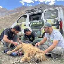 Treating a  dog in the remote mountains of Spiti