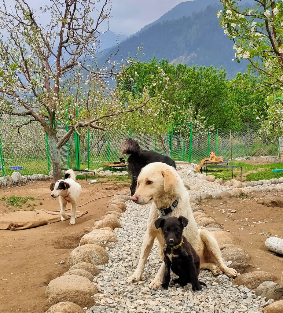 Help homeless animals access life-saving treatment