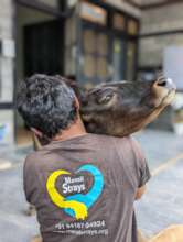 Our co-founder with Soumya, a rescued cow