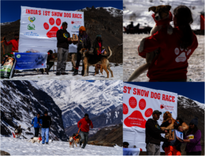 The Snow Tails Dog Race