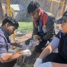 A puppy receives her daily wound treatment