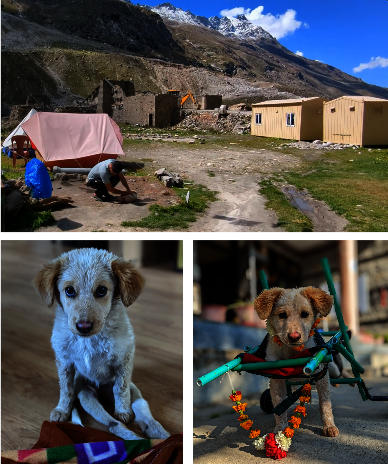 Spiti was paralysed so we built her a wheelchair