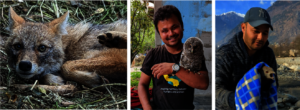 Some of the wildlife we have rescued this year