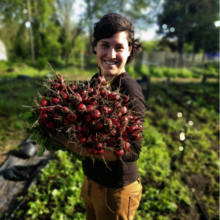 Vegetable Harvest