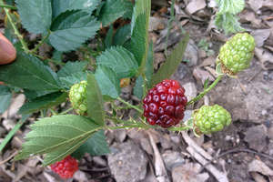 So far we have picked blackberries