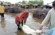 Flood Affectees in Sindh-2022
