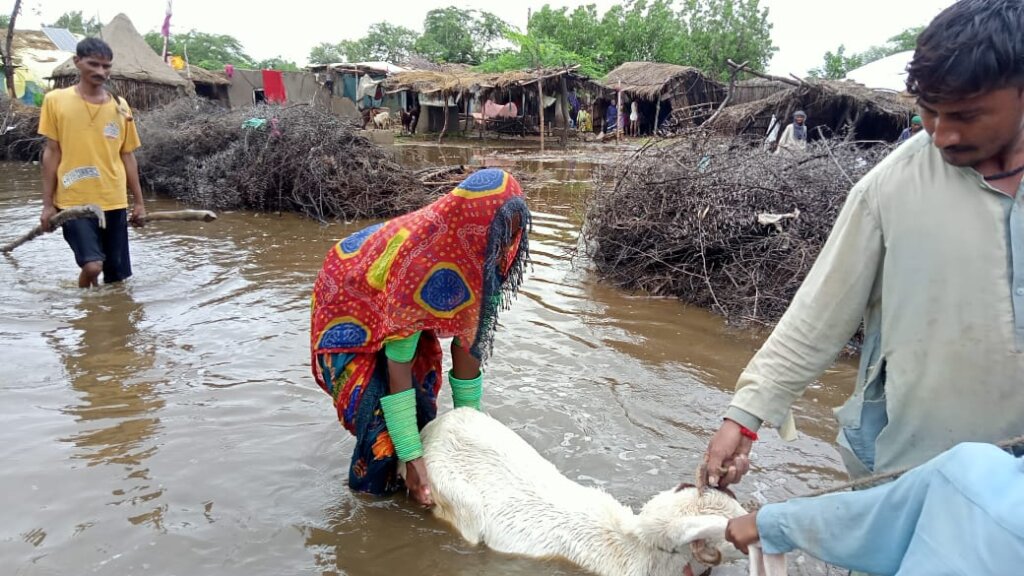 Flood Affectees in Sindh-2022