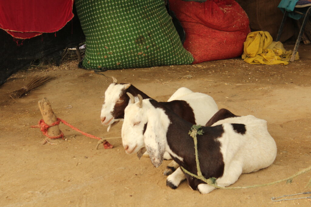 Upliftment from poverty to prevent sex trafficking