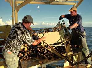 Gulf Coast Fishermen