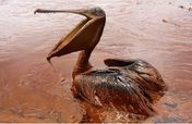 Gulf Coast Oil Spill Fund