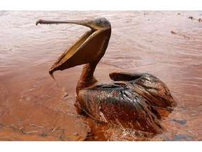 Gulf Coast Oil Spill Fund