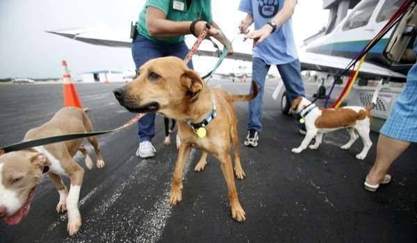 Grant made to SPCA Animal Relief Program