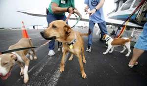 Grant made to SPCA Animal Relief Program