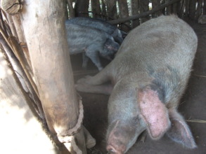 Initially, hogs were kept primarily in pens.