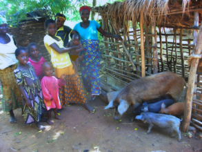 Rwenena families enjoy raising hogs.