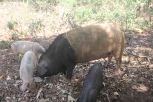 Today's system calls for a degree of hogs roaming.