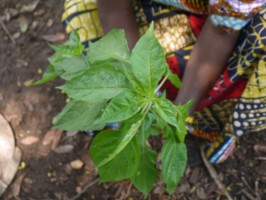 Rwenena growth