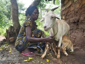 Goat rearing has been profitable for Rwenena women