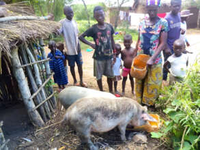 Watching 2 pregnant hogs (sows) feeding