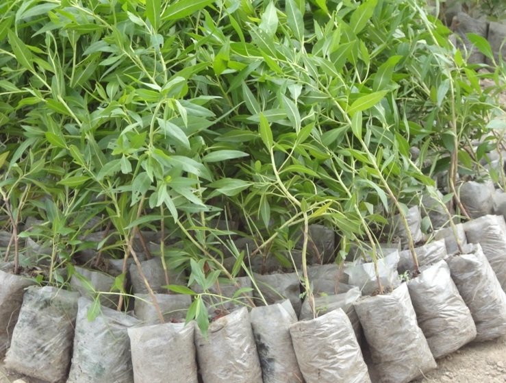 1000 Tree Seedlings distribution in 100 farmers