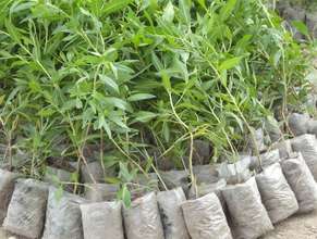 1000 Tree Seedlings distribution in 100 farmers