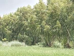 Conocarpus Trees mature now