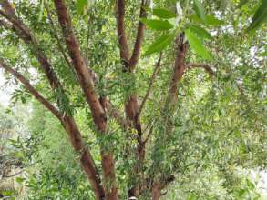 Access wood of Conocarpus Tree