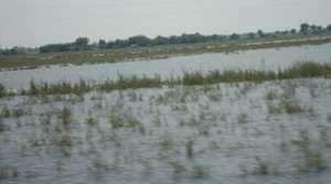 Crops and vegetable damaged on large scale