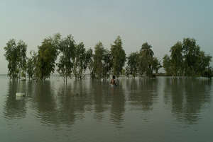 Flood affected tree planation