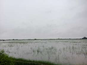 Floods in crops