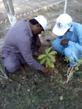 AHD staff during demonstration tree planting