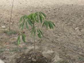 Subal Trees plantation by Local farmers