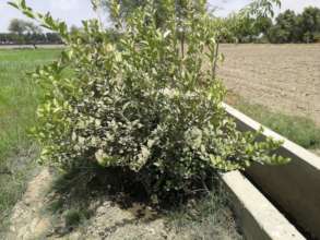 Lemon Trees plantation