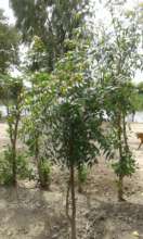 Neem Tree plantation in villages