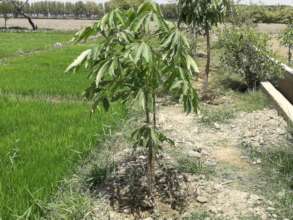 Sumbal Trees Plantation