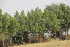 Conocarpus Trees mature now