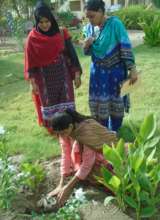 Tree plantation for new office