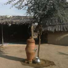 Tree planted 1 year later now providing shelter fo