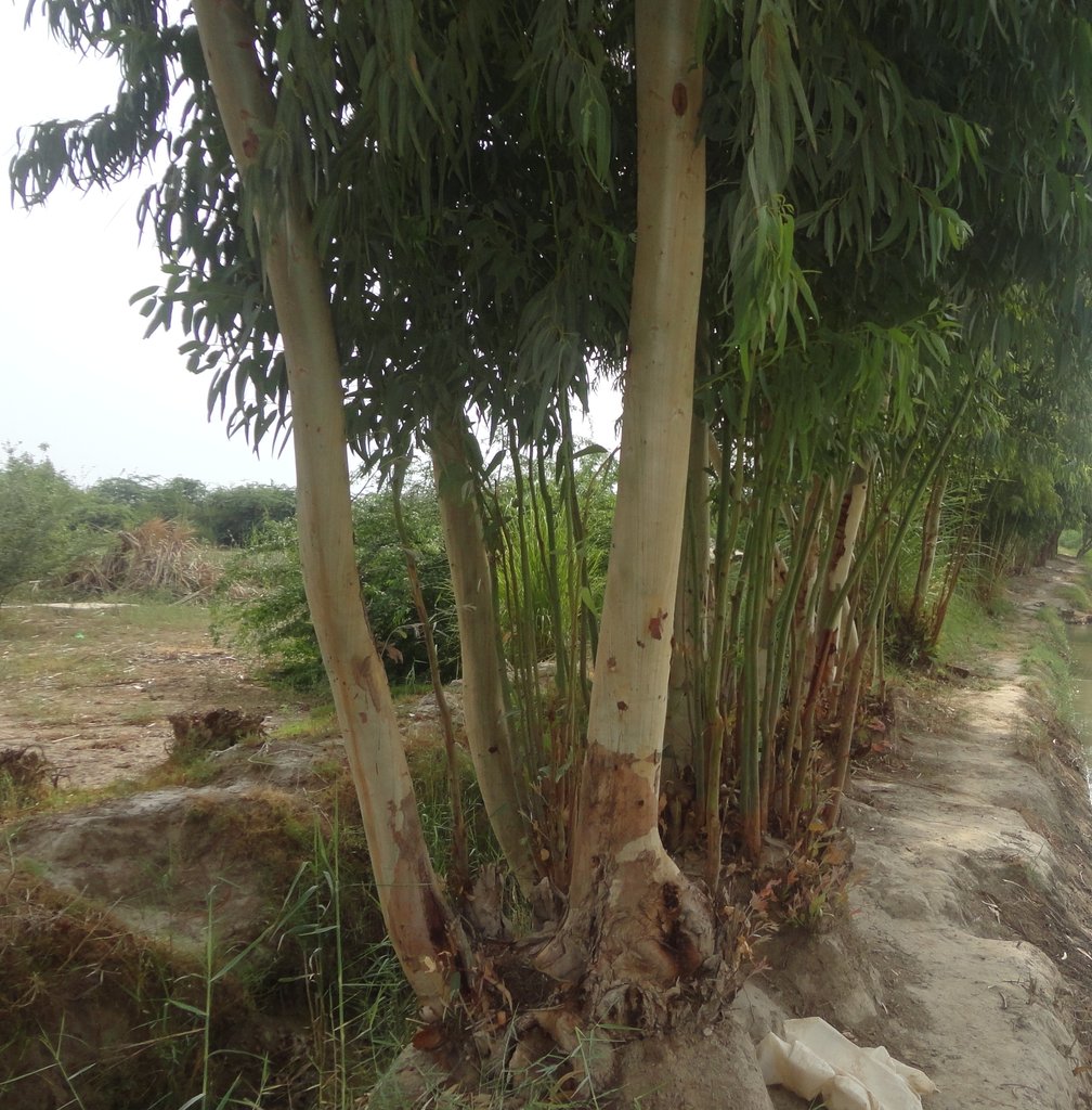 Tree well grown within 2.1 years