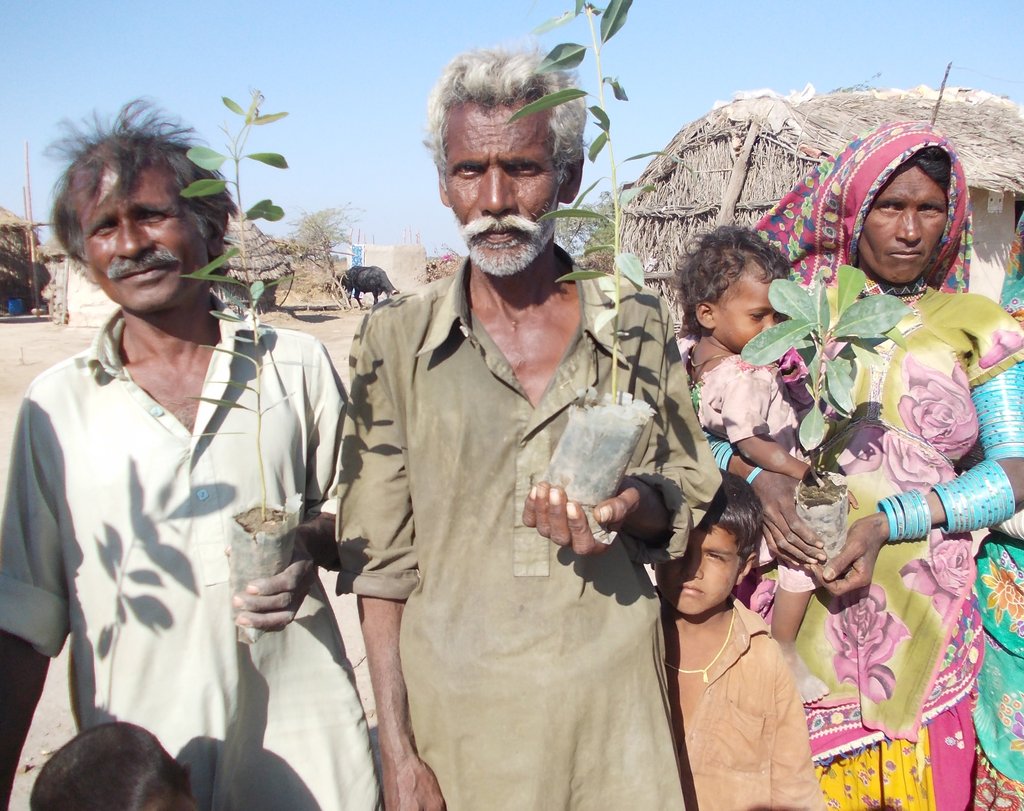 Trees distribution in farming families