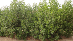 Trees planted for more green & healthy Pakistan