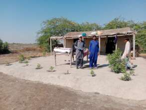 Tree planted at house