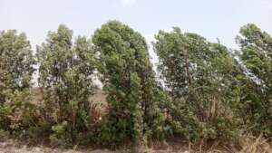 Tree plantation just 2 years back